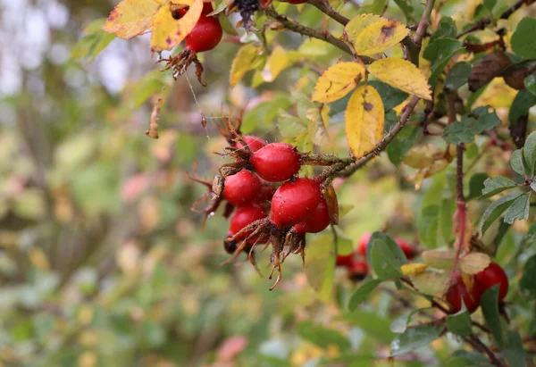 Gros Plan Cynorrhodon Rouge Mûrit Sur Buisson — Photo