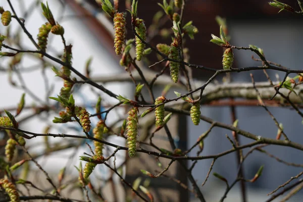 Een Prachtige Lente Het Bos Een Wazige Achtergrond — Stockfoto