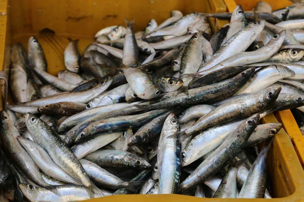 Een Close Van Verschillende Zeevissen Een Vismarkt Kroatië — Stockfoto