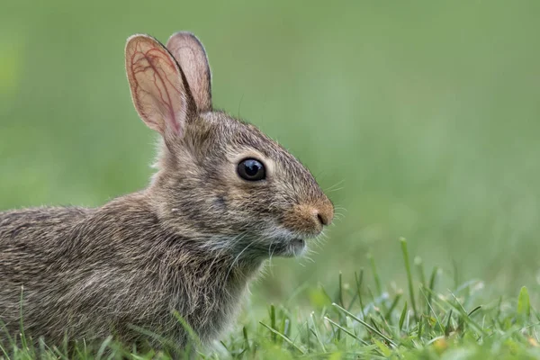 Genç Sevimli Doğu Pamuk Kuyruklu Tavşan Profili Sylvilagus Floridanus Yeşil — Stok fotoğraf