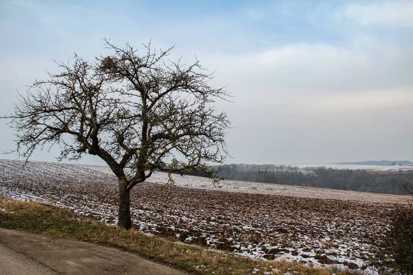 Okouzlující Záběr Zimní Krajinu Stromy Pokrytými Chraplavým Mrazem — Stock fotografie