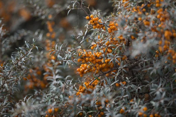 Selective Focus Shot Sea Buckthorn Bush — Stock Photo, Image