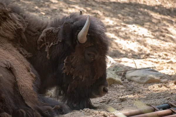 Gros Plan Bison Dans Zoo Osnabruck Allemagne — Photo