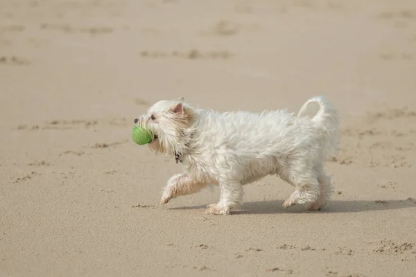 特写狗嘴里衔着球在岸上的特写镜头 — 图库照片