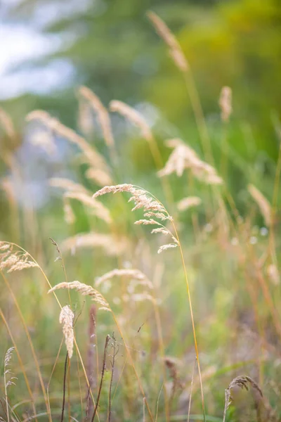 Primo Piano Pampas Erba Ondeggiante Nel Vento — Foto Stock