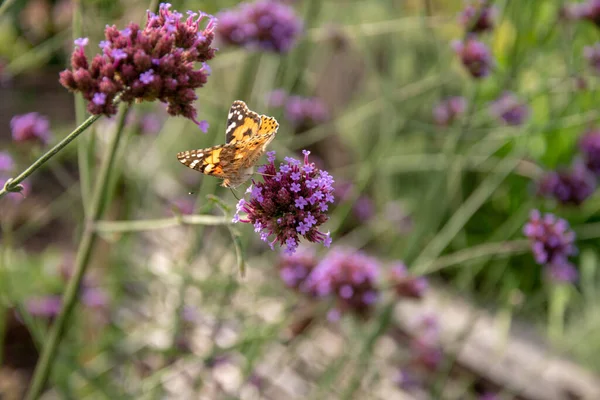 紫色の花のクローズアップと花粉を集める蝶 — ストック写真