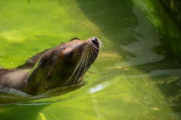 ドイツのオズナブルクの動物園でアシカのクローズアップショット — ストック写真