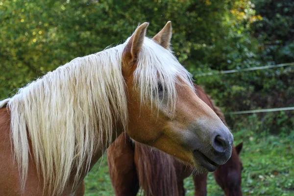 Une Belle Tête Cheval Haflinger Dans Paddock — Photo