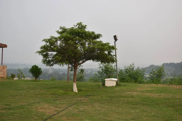 Tiro Baixo Ângulo Árvores Parque — Fotografia de Stock