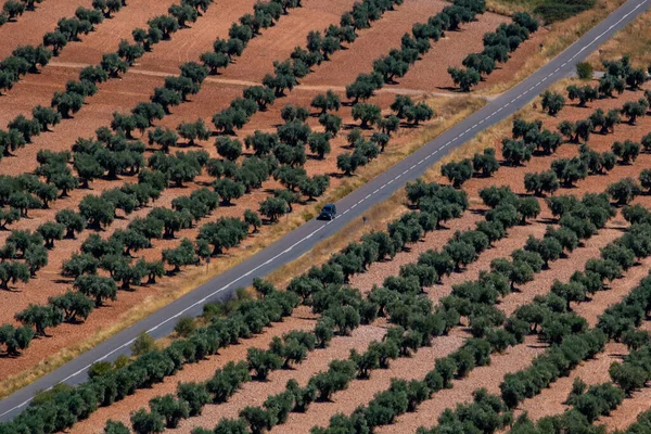 Tiro Vista Pássaro Olho Plantação Árvore — Fotografia de Stock