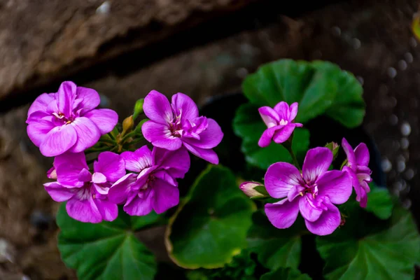 Close Orquídeas Dendrobium Campo Sob Luz Solar Com Fundo Embaçado — Fotografia de Stock