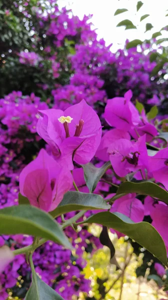 Egy Függőleges Közelkép Bougainvillea Virág — Stock Fotó