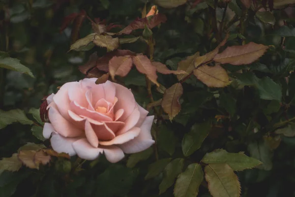 Tiro Close Uma Bela Rosa Florescendo Arbusto Perfeito Para Papel — Fotografia de Stock