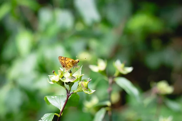 Enfoque Selectivo Una Mariposa Marrón Verde — Foto de Stock