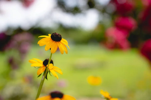 绿地中盛开的黄色花朵的选择性聚焦镜头 — 图库照片
