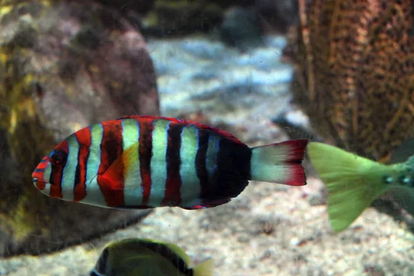 Een Close Opname Van Een Tropische Vis Zwemmen Het Aquarium — Stockfoto