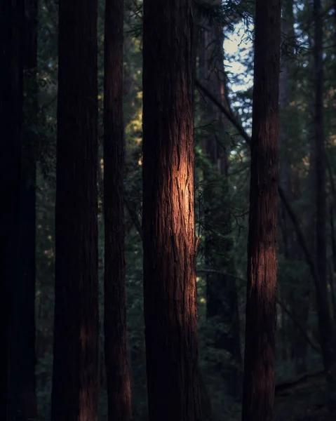 Вертикальный Снимок Леса Большим Количеством Деревьев Вечером — стоковое фото