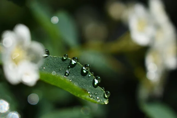 Zbliżenie Ujęcia Zielonych Roślin Pokrytych Rosami — Zdjęcie stockowe