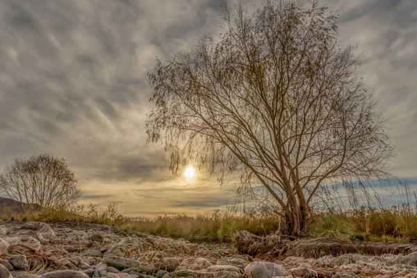 Piękny Widok Drzewa Pobliżu Suchej Rzeki Zachodzie Słońca — Zdjęcie stockowe