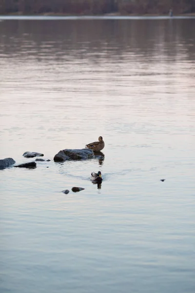 Hermoso Tiro Patos Nadando Estanque Atardecer —  Fotos de Stock