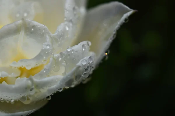Tiro Close Uma Bela Flor Branca Coberta Com Gotas Orvalho — Fotografia de Stock