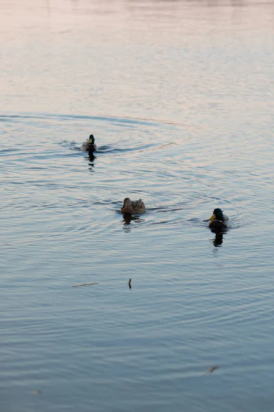 Belo Tiro Patos Nadando Lagoa Noite — Fotografia de Stock