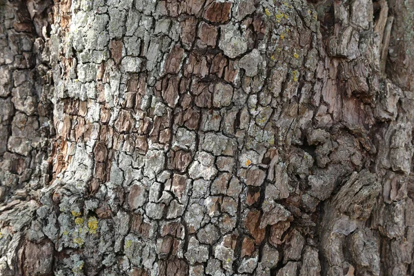 Struktura Kůry Stromu Pro Pozadí Nebo Tapetu — Stock fotografie