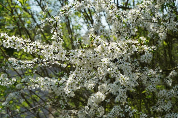 Eine Nahaufnahme Schöner Kirschblüten Einem Garten — Stockfoto