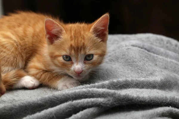 Gatito Jengibre Pequeño Paño — Foto de Stock