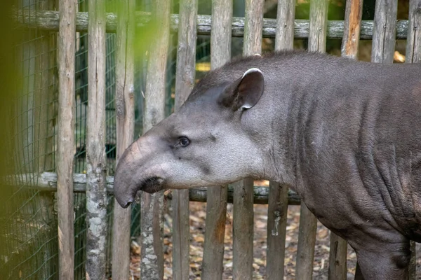 Adorabile Tapiro Grigio Che Guarda Parte — Foto Stock