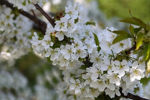 Une Mise Point Sélective Branche Fleur Cerisier Blanc — Photo
