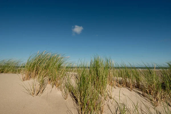 Beau Cliché Plantes Poussant Dans Sable Sous Ciel Bleu Vif — Photo