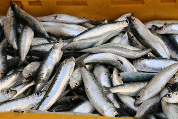Uma Pilha Peixes Marinhos Num Mercado Peixe Croácia — Fotografia de Stock