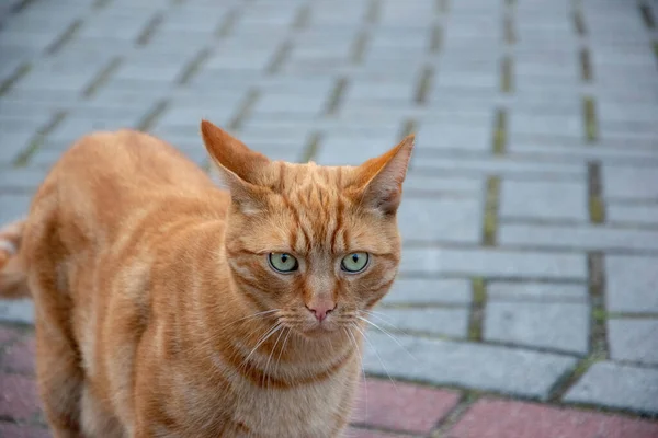 在公园里有选择地拍摄一只橙色猫的特写 — 图库照片