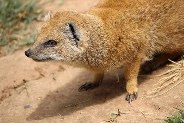 Ritratto Mangusta Gialla Cynictis Penicillata Nel Deserto — Foto Stock