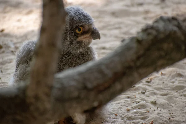 Uma Foto Close Pássaro Cinzento Zoológico Osnabruck Alemanha — Fotografia de Stock