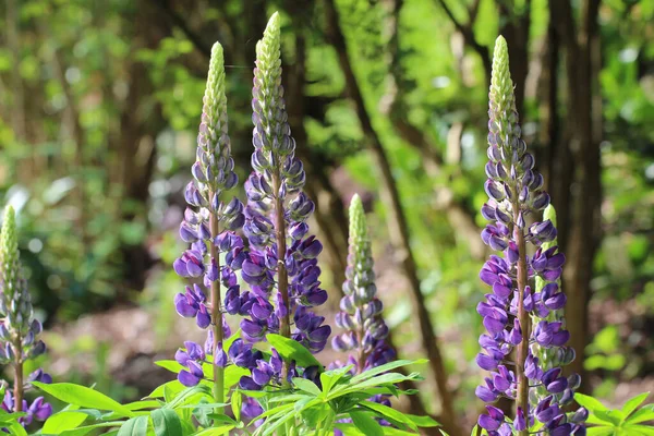 Gros Plan Beaux Lupins Croissance Sur Fond Verdure — Photo