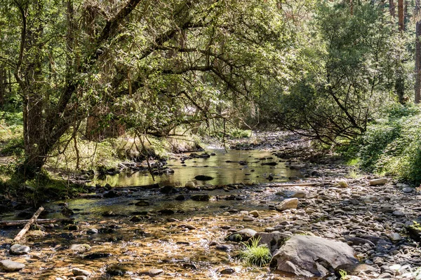 Belo Tiro Uma Costa Rochosa Rio Floresta — Fotografia de Stock