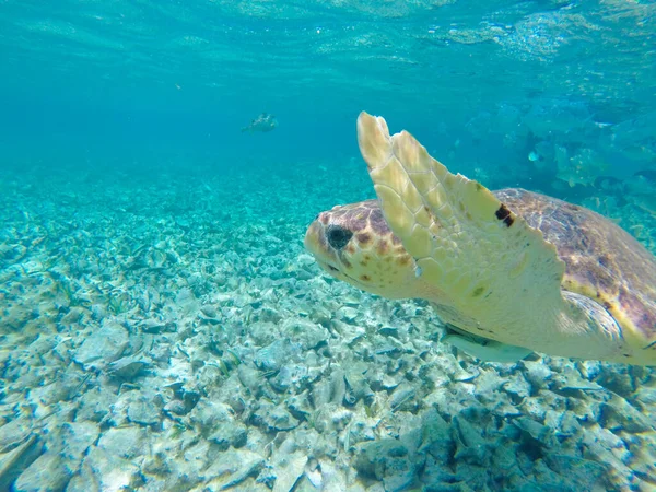 Zapierające Dech Piersiach Ujęcie Podwodnego Krajobrazu Tropikalnymi Rybami Caye Caulker — Zdjęcie stockowe