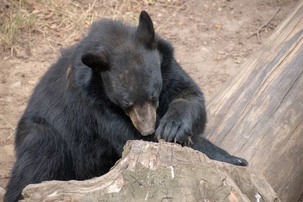 Primer Plano Oso Negro Jugando Cerca Tronco Del Zoológico Osnabruck — Foto de Stock