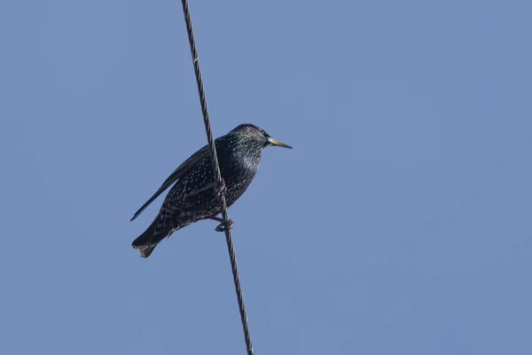 Låg Vinkel Skott Europeisk Starling Fågel Sitter Kabel Mot Klarblå — Stockfoto