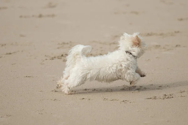 Tiro Perto Cão Correndo Areia Perto Uma Praia — Fotografia de Stock