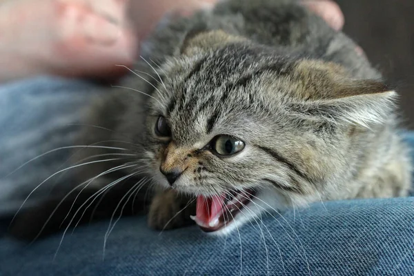 Closeup Cute Gray Kitten Crying — Stock Photo, Image