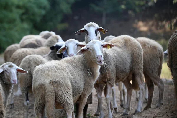 Ένα Κοπάδι Πρόβατα Κίτρινα Ενώτια Στο Αγρόκτημα — Φωτογραφία Αρχείου