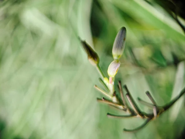 Selektiv Fokus Skott Vacker Liten Vit Blomma Skog Med Suddig — Stockfoto