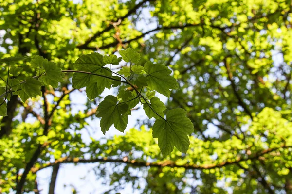 Close Tiro Jovem Folhas Verdes Floresta Primavera — Fotografia de Stock