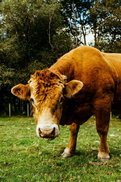 Uma Foto Close Uma Vaca Marrom Incrível Fazenda País Basco — Fotografia de Stock