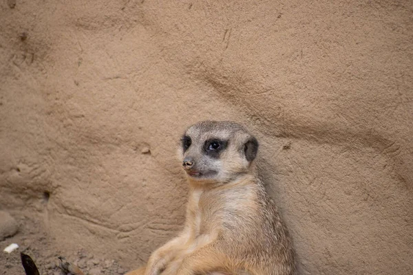 Gros Plan Suricate Dans Zoo Avec Énorme Rocher Sur Fond — Photo