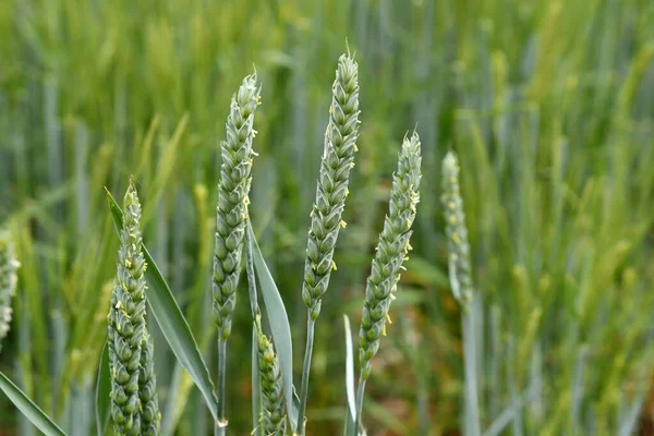Селективный Фокус Ушей Зеленой Пшеницы Начале Лета — стоковое фото