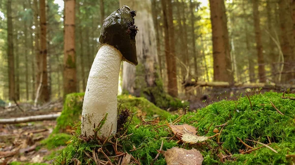 Gros Champignon Stinkhorn Dans Forêt — Photo